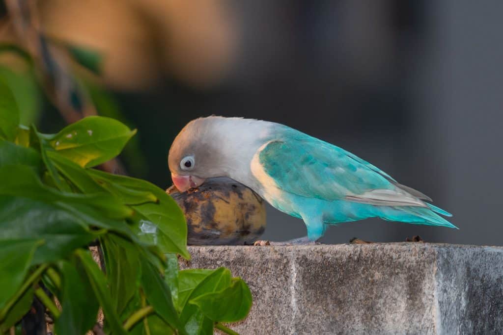 Can Lovebirds Eat Banana Peels?