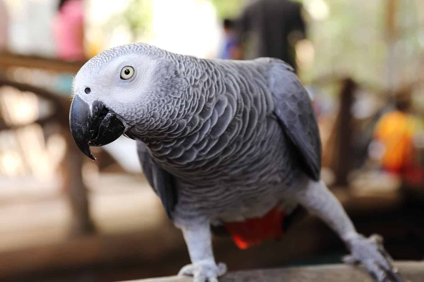 How Many Words Can An African Grey Parrot Learn?