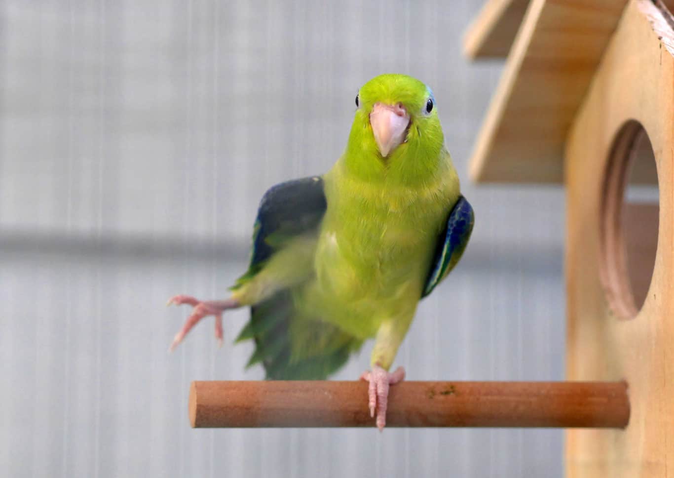 These Are The 3 Types Of Parrotlets