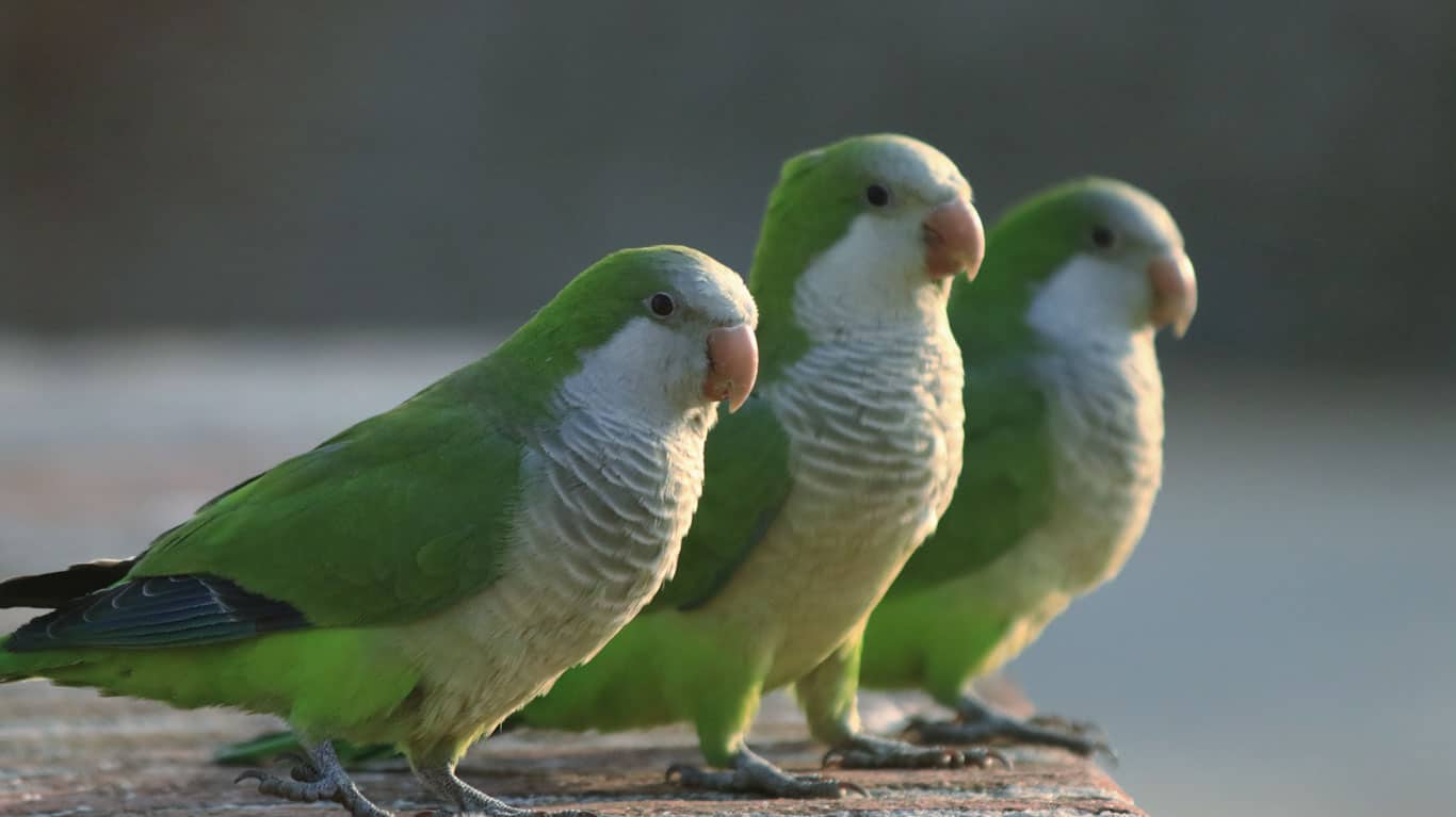 Why Quaker Parrots Are Illegal