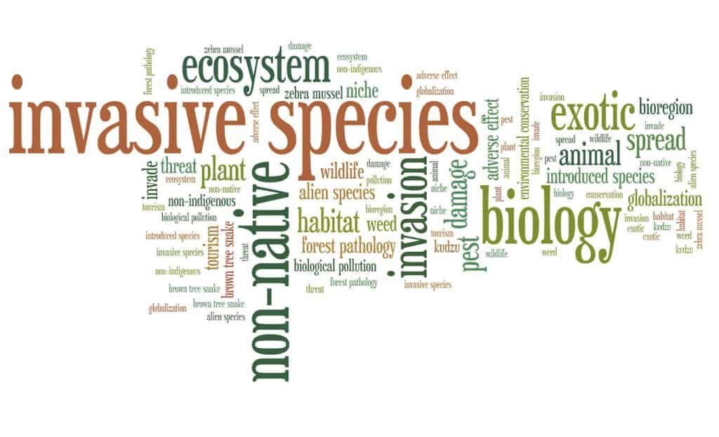 So, What Are Invasive Species?