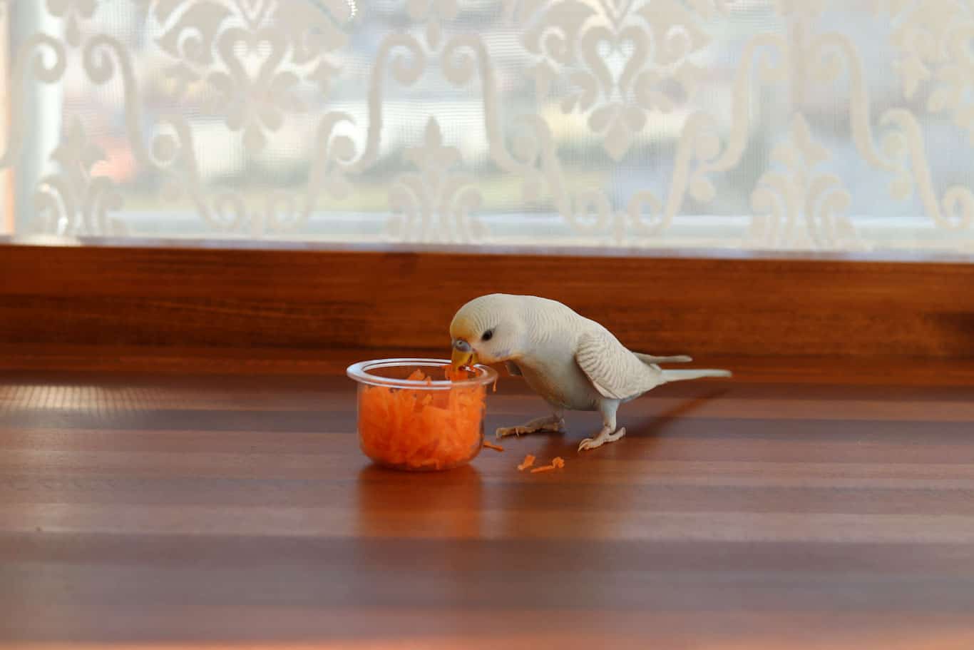 Can Parakeets Eat Carrots?