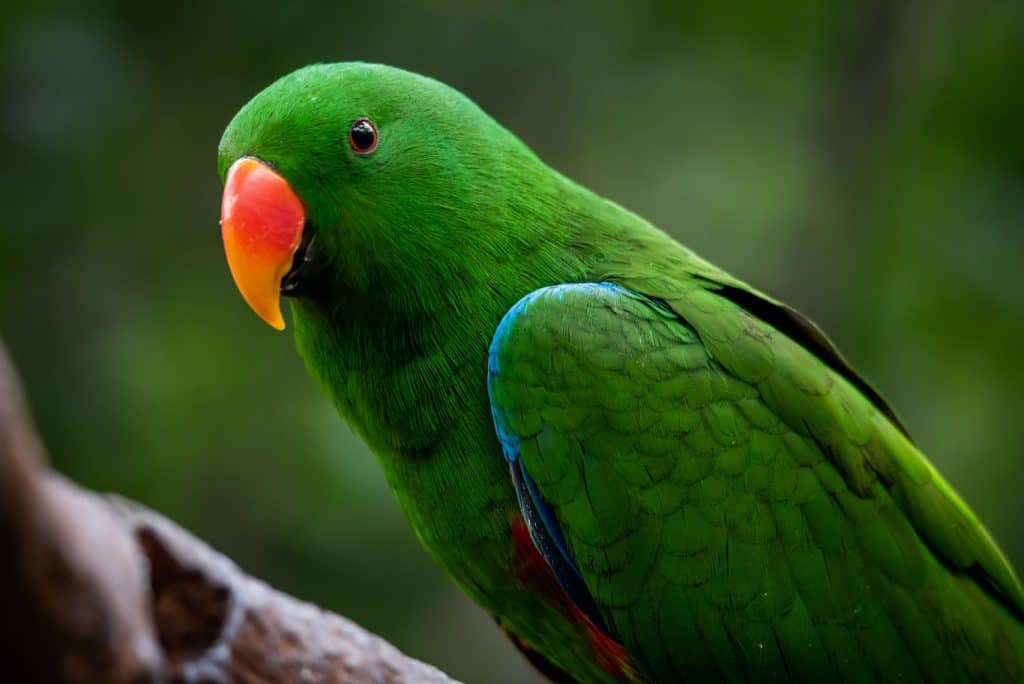 Are Eclectus Parrots High Maintenance?