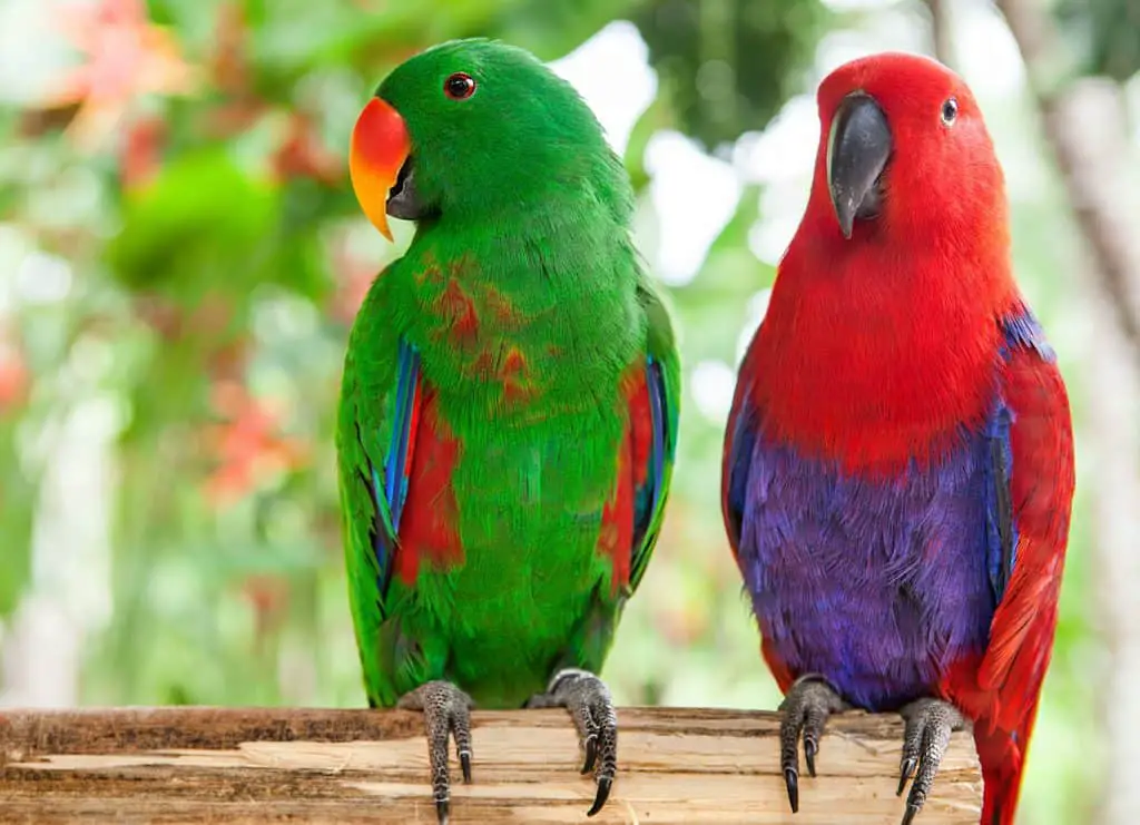 Are Eclectus Parrots Good Pets?