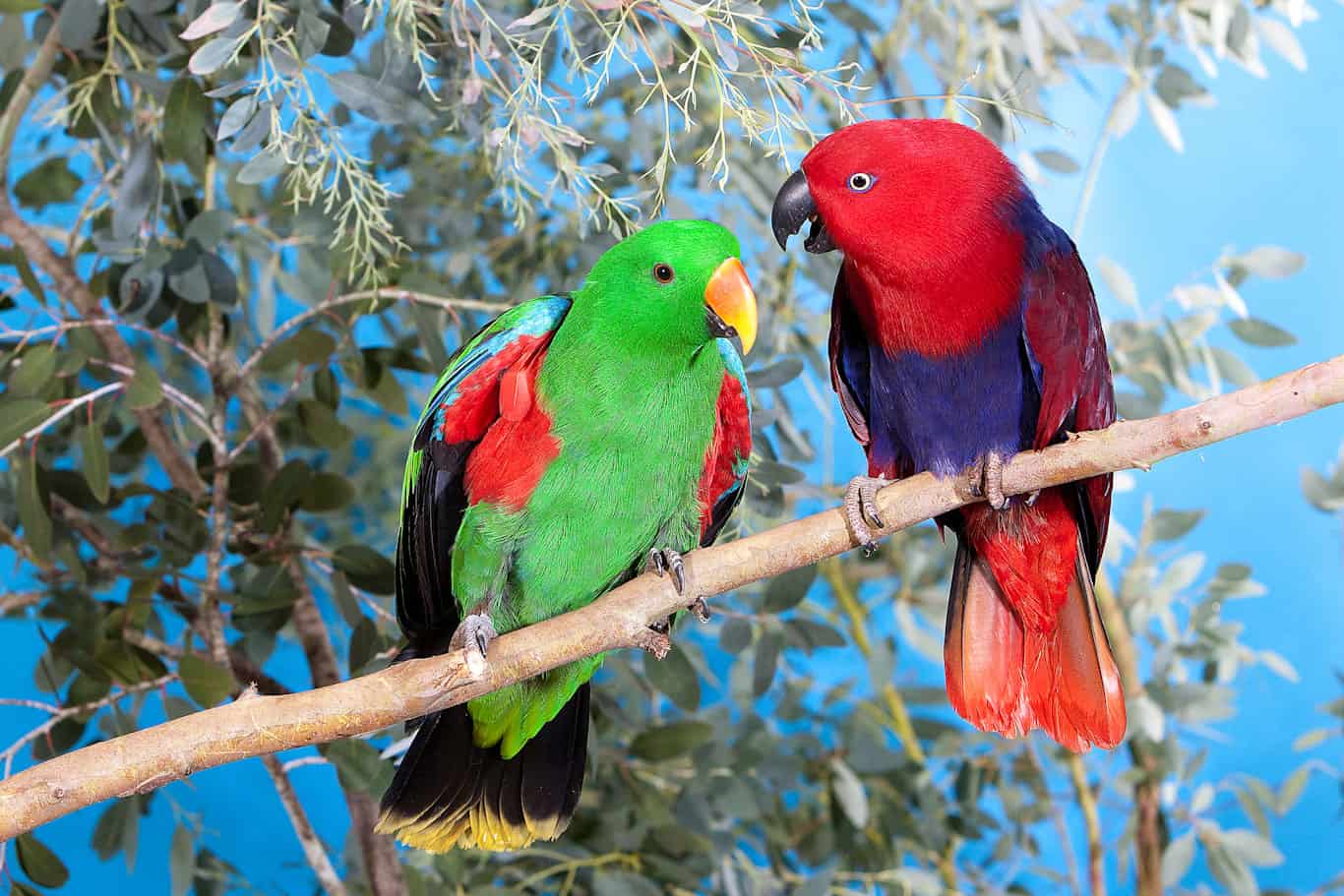 How Long Eclectus Parrots Live As Pets