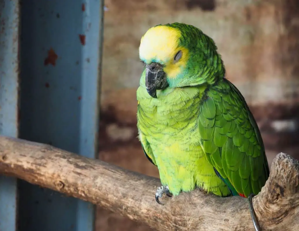How Do I Know If My Parrot Is Sleepy?