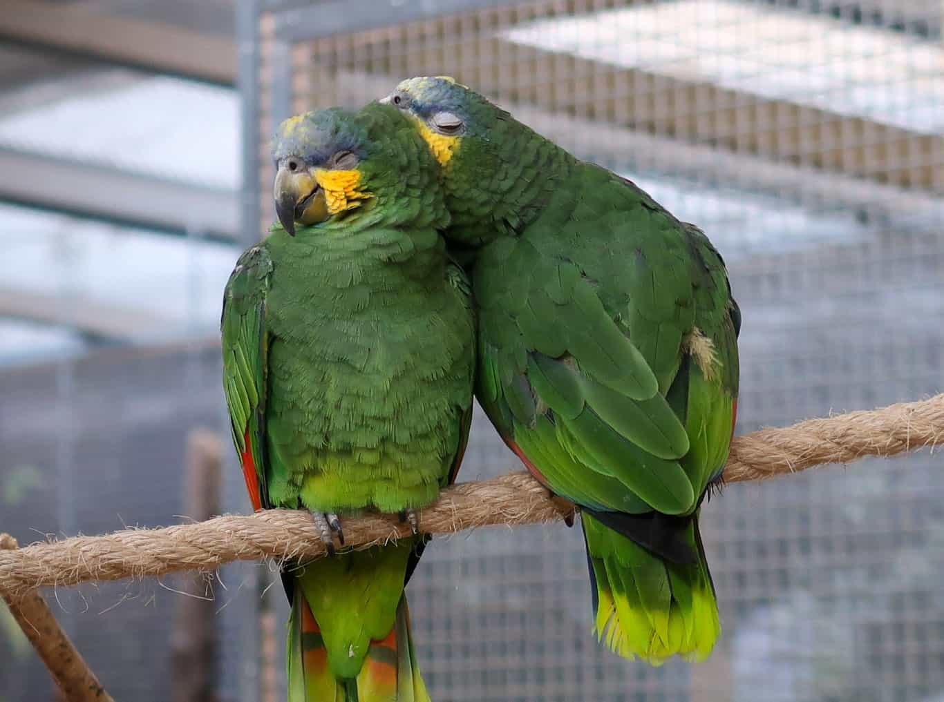 How Do Parrots Sleep? (Find Out Here)