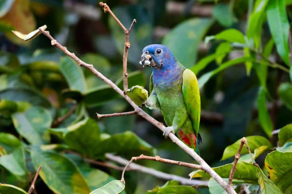 Is a Pionus Good for Beginners?