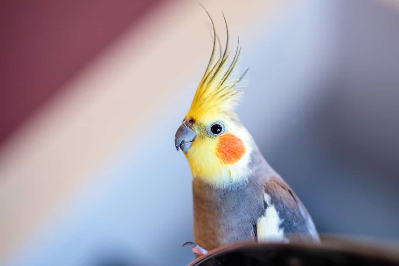 Are Cockatiels Easily Trained?