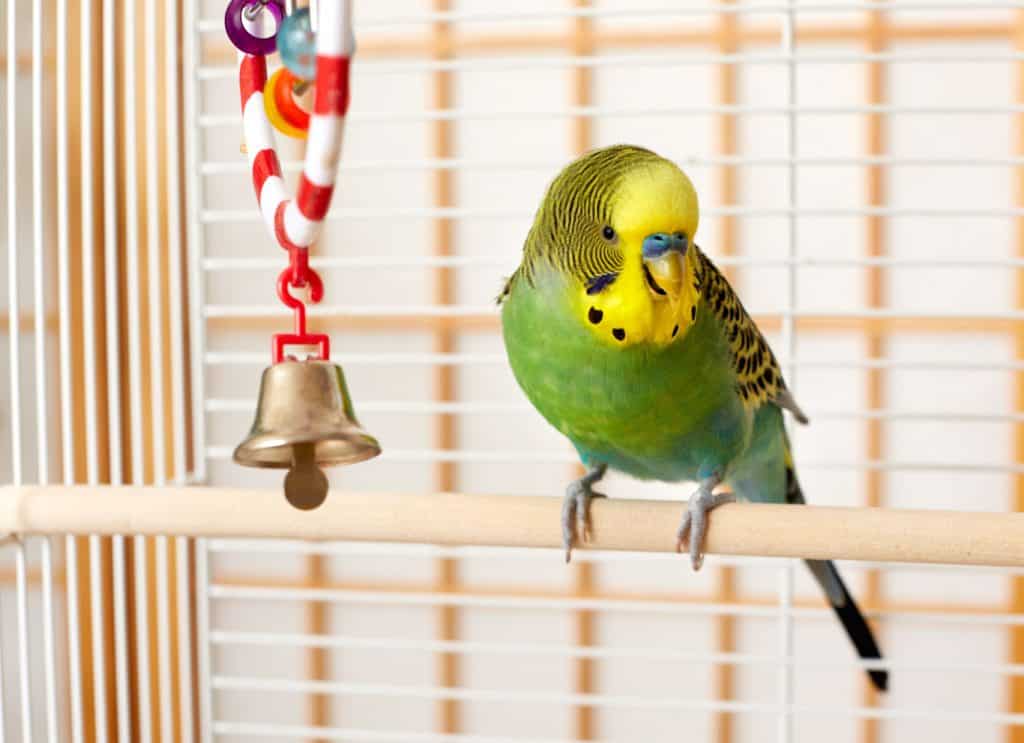 Budgies love their playtime