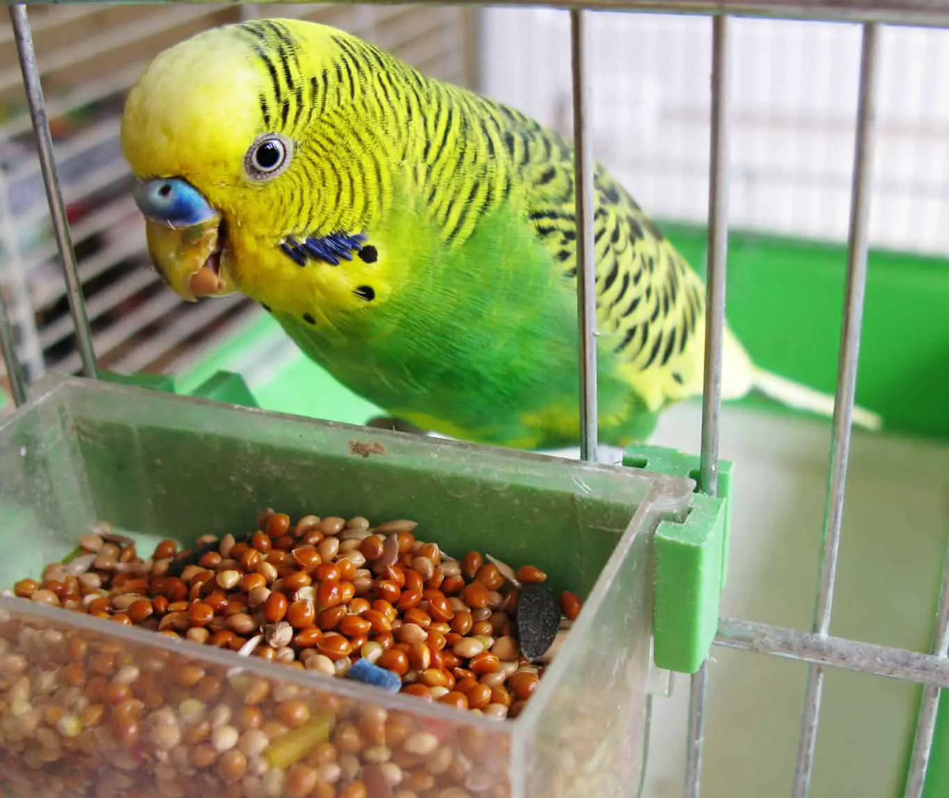 What do budgies need