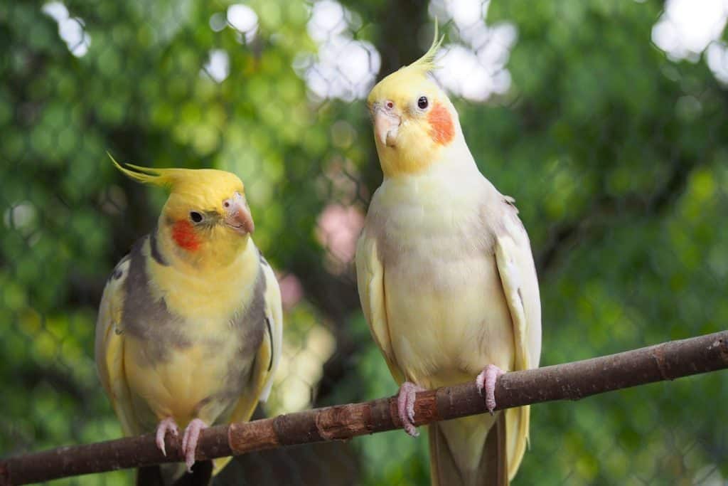 Will A Tamed Cockatiel Fly Away?
