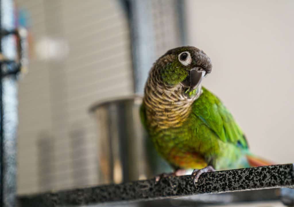 Is A Green Cheek Conure A Good First Bird?