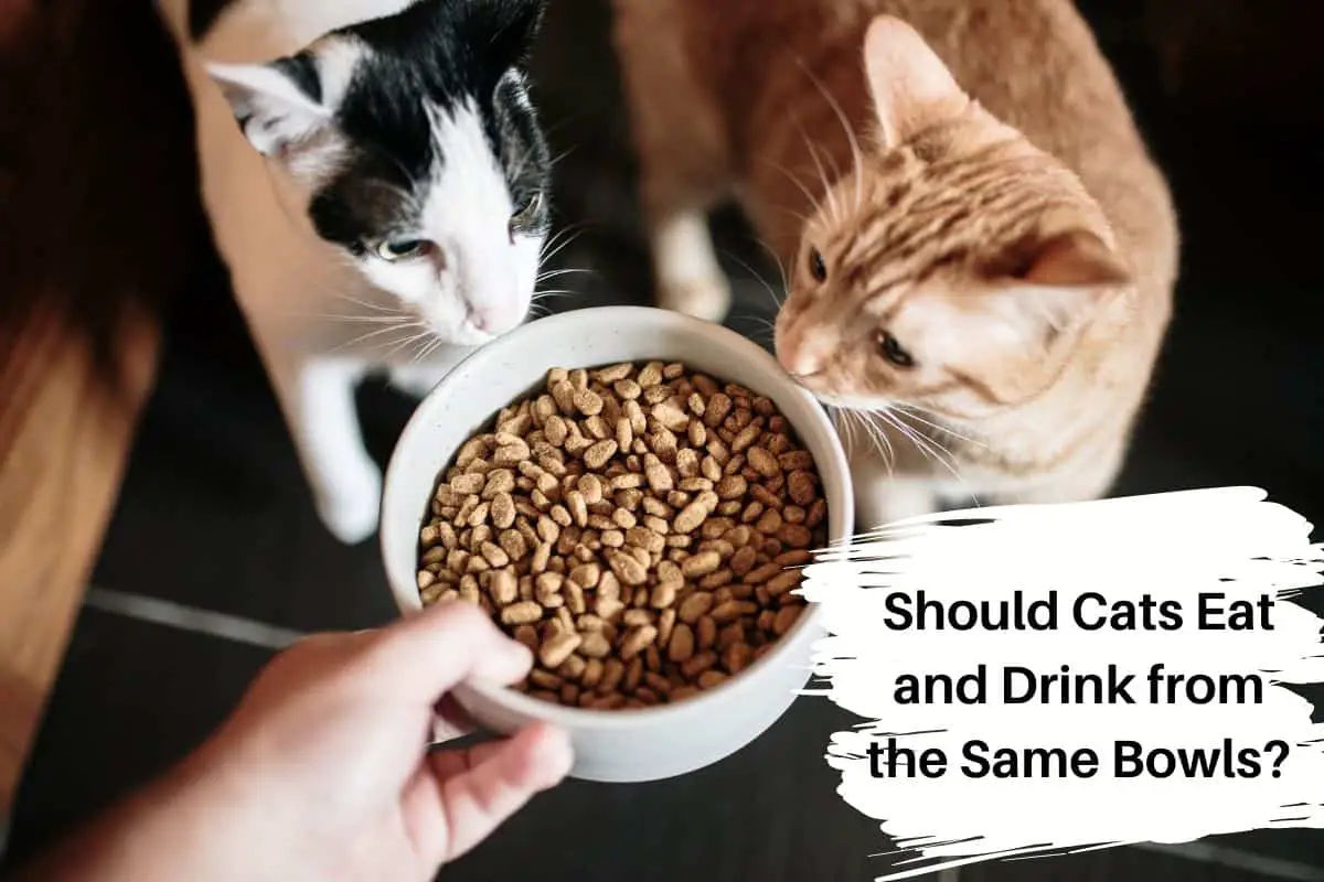 Should Cats Eat and Drink from the Same Bowls?