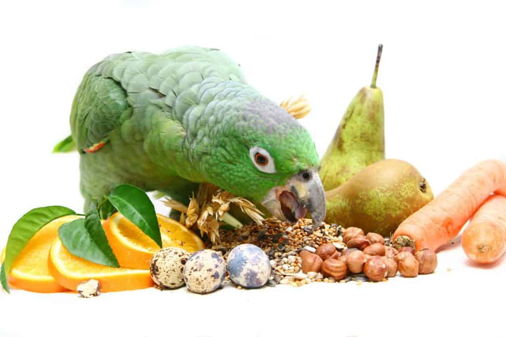 Are Parrots Omnivores?