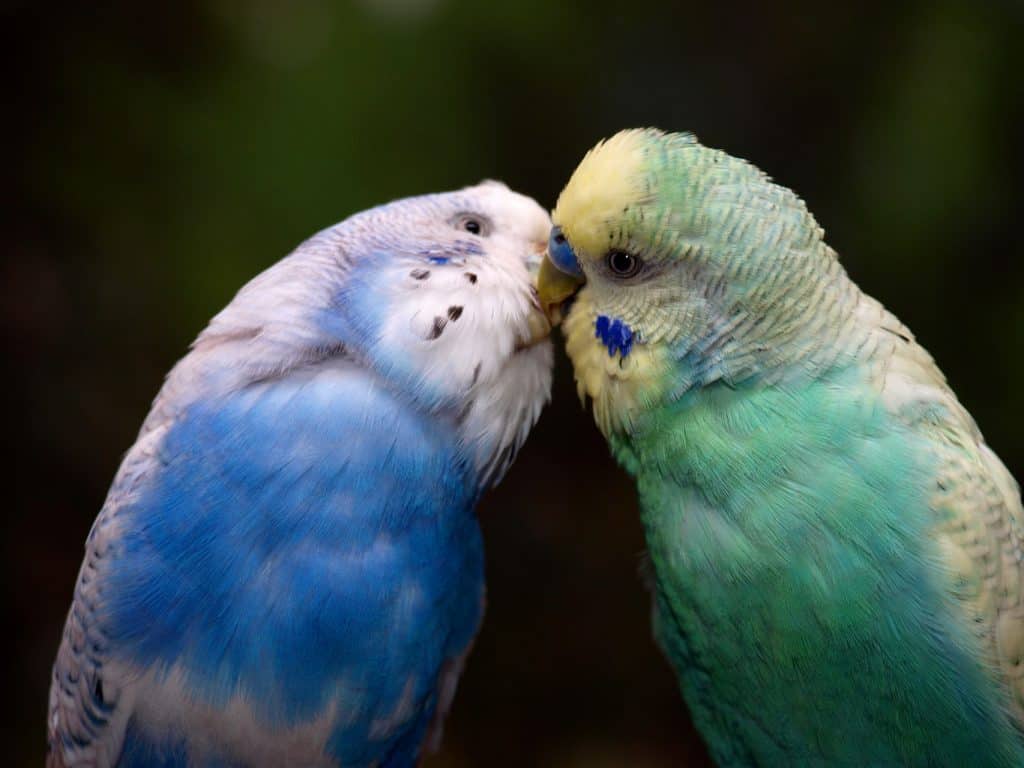 When Parakeets Kiss: Why They Do It And What It Means