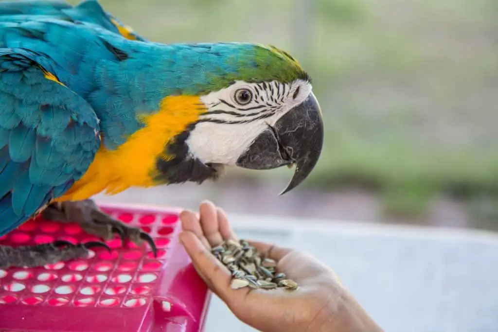 What Does the Macaw Eat-In Captivity?