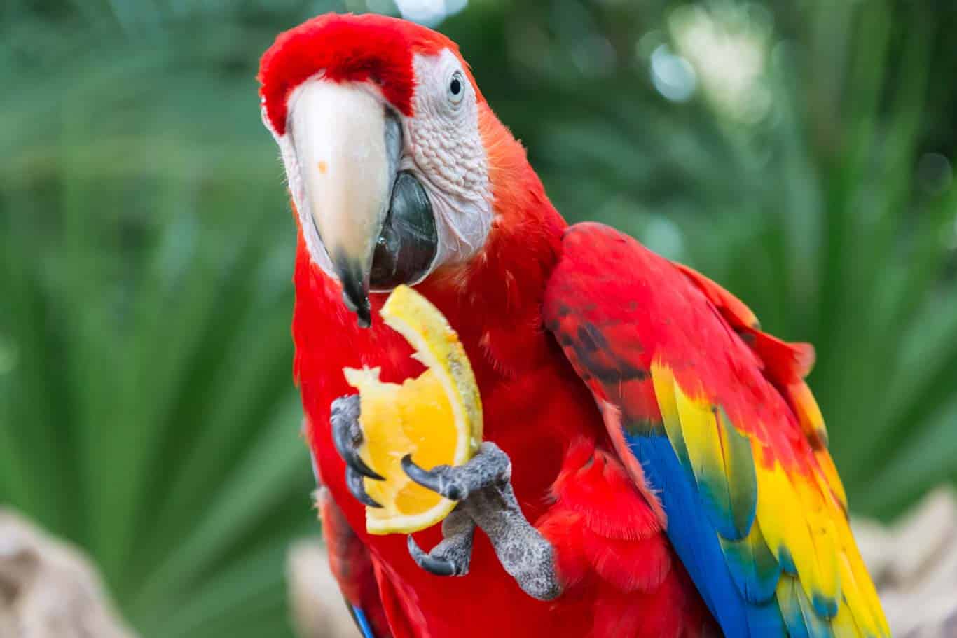 The Diet Of The Macaw