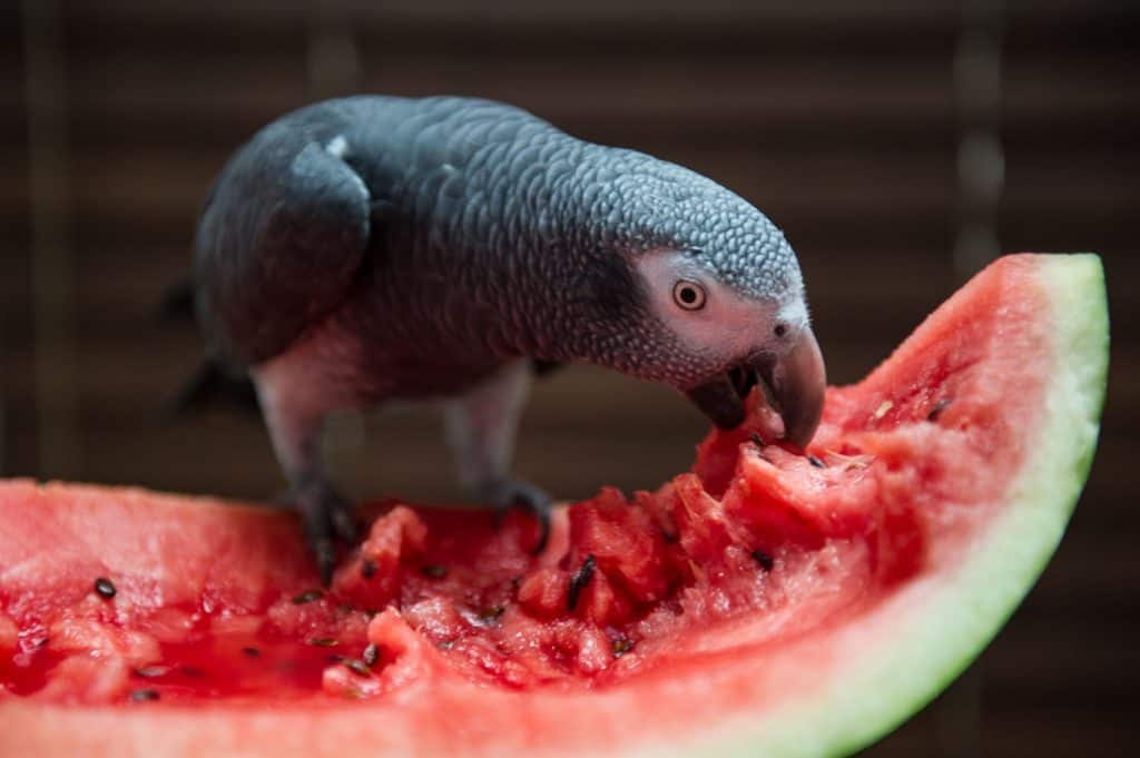 Is Watermelon Okay For Parrots And Other Birds?
