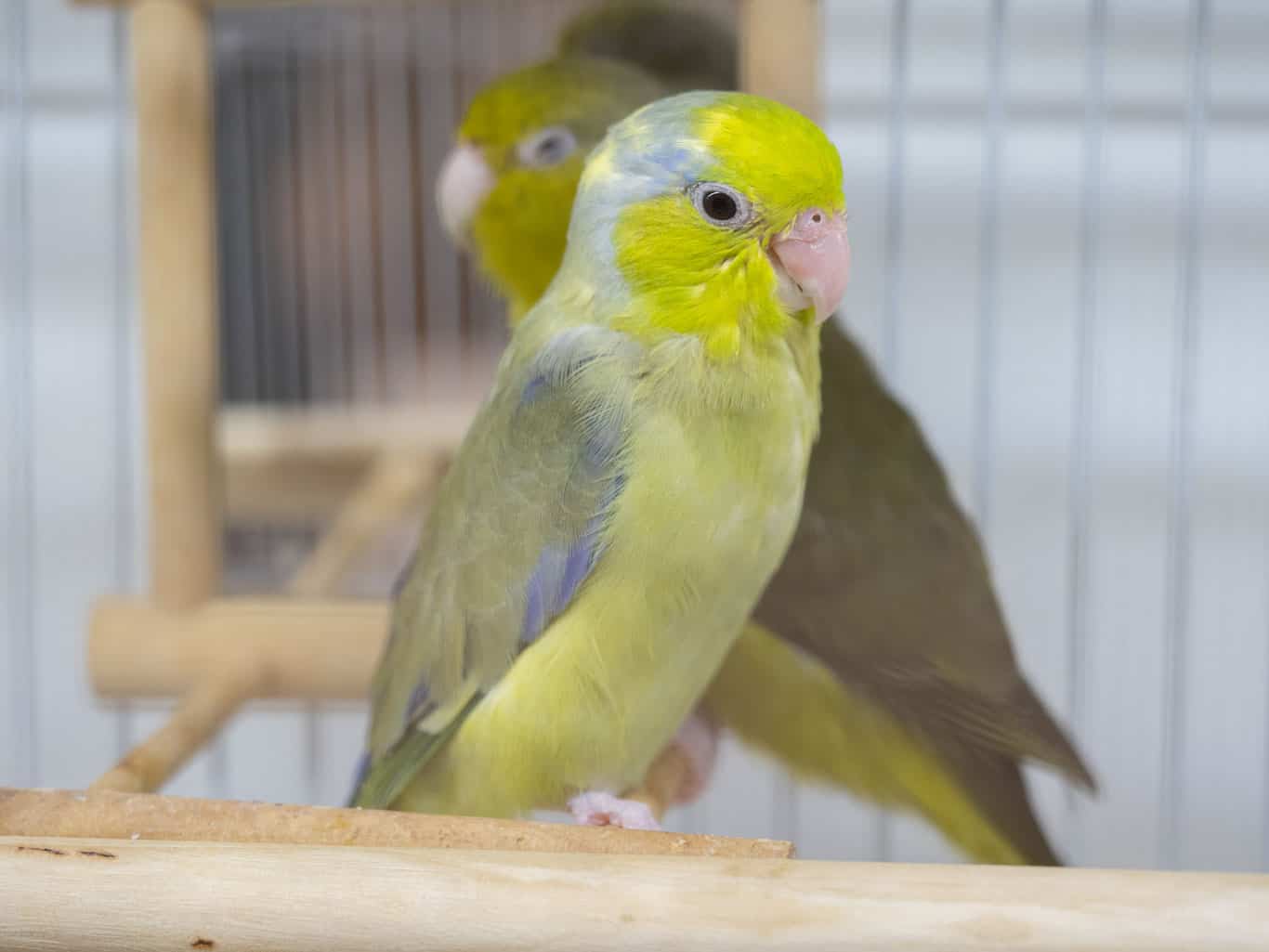 Can Parrotlets And Parakeets Get Along? (Find Out Here)