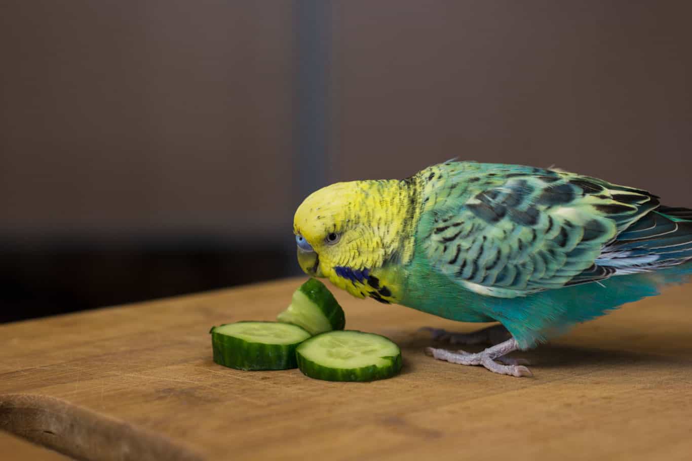 Are Cucumbers Good For Birds?