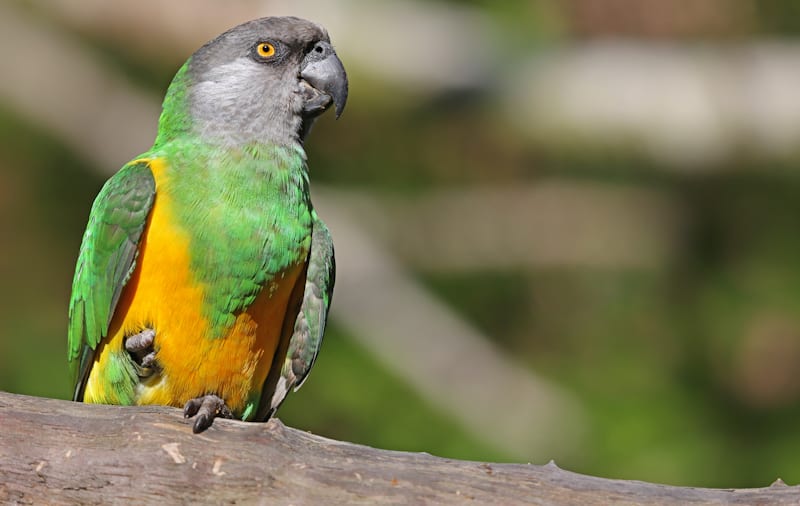 Senegal Parrot