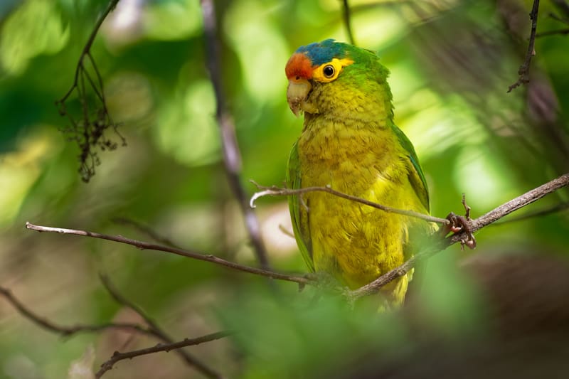 Orange-Fronted Parakeet