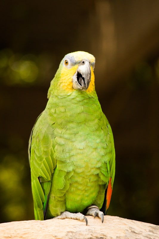 5. Orange-Winged Amazon Parrot