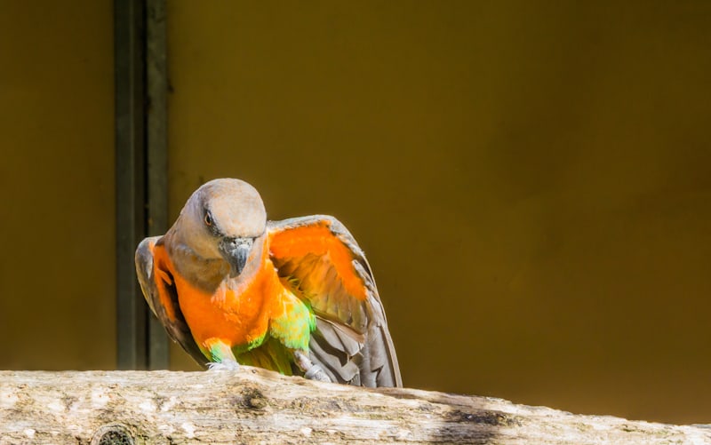 Orange-Bellied Parrot
