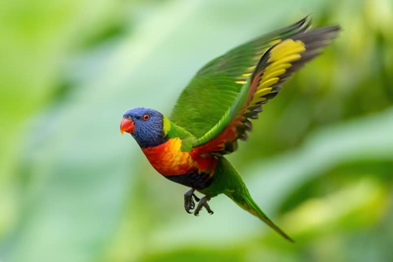 Rainbow Lorikeet