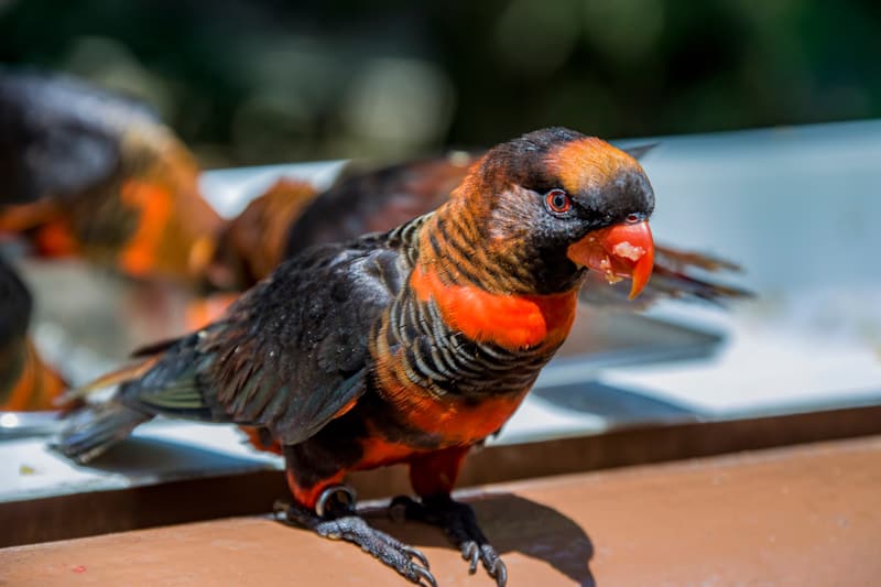 Dusky Lory