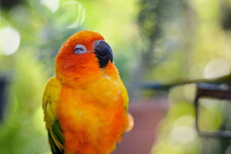 7 Types of Orange Parrots