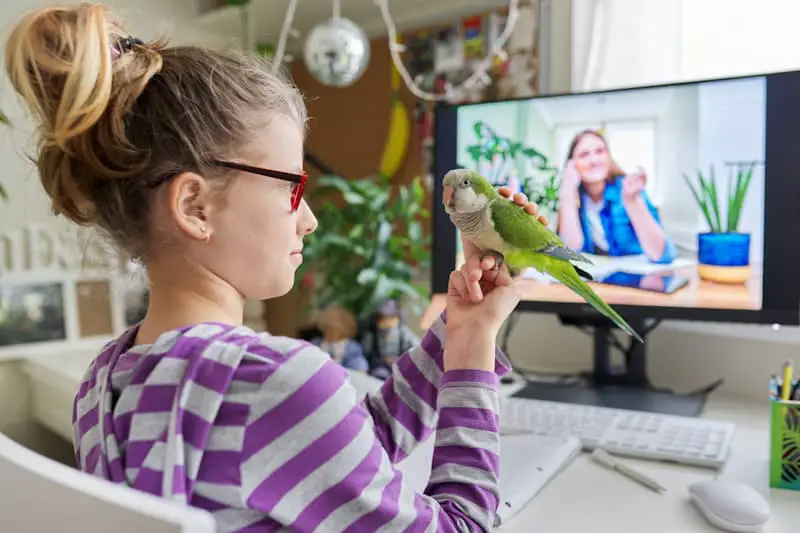 Training Your Quaker Parrot To Talk at petrestart.com