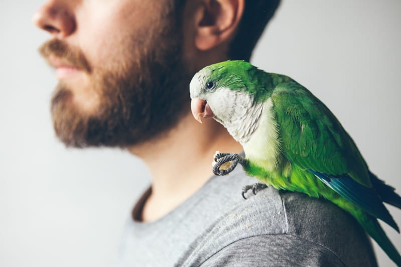 A Guide To Quaker Parrot Training at petrestart.com