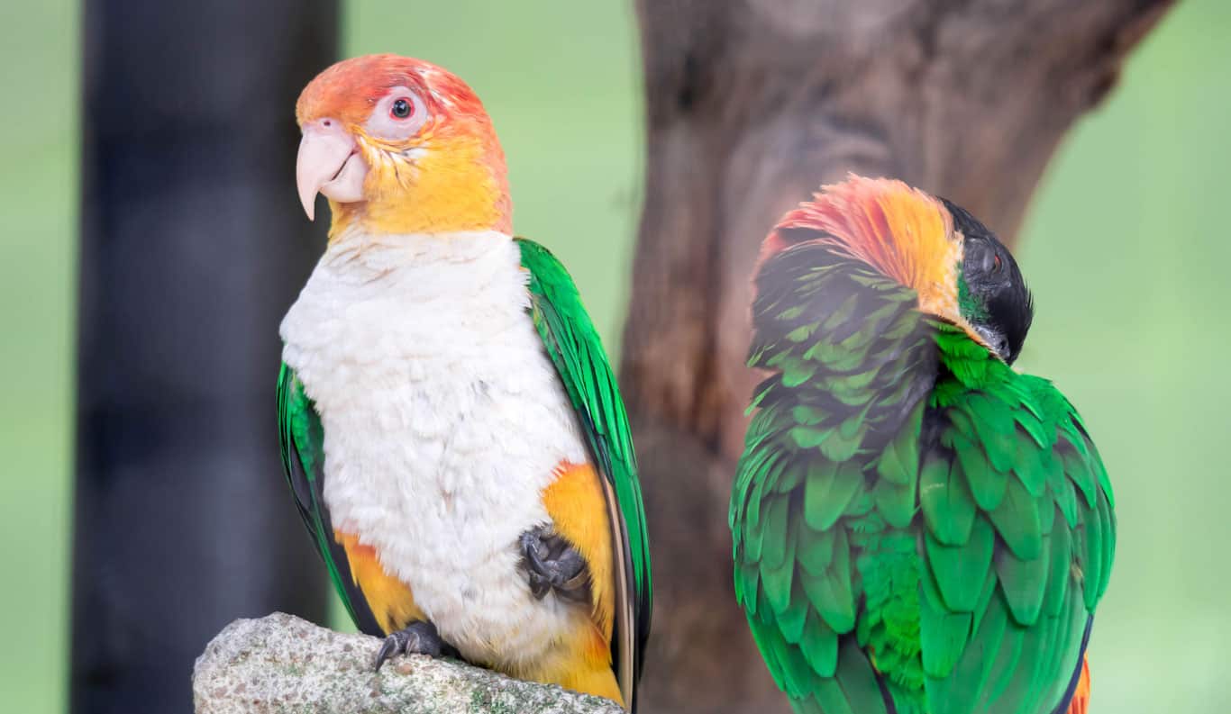 Are Caique Parrots Aggressive?