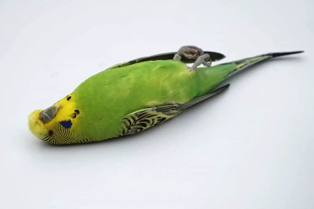 5 Reasons Why Parakeets Will Die