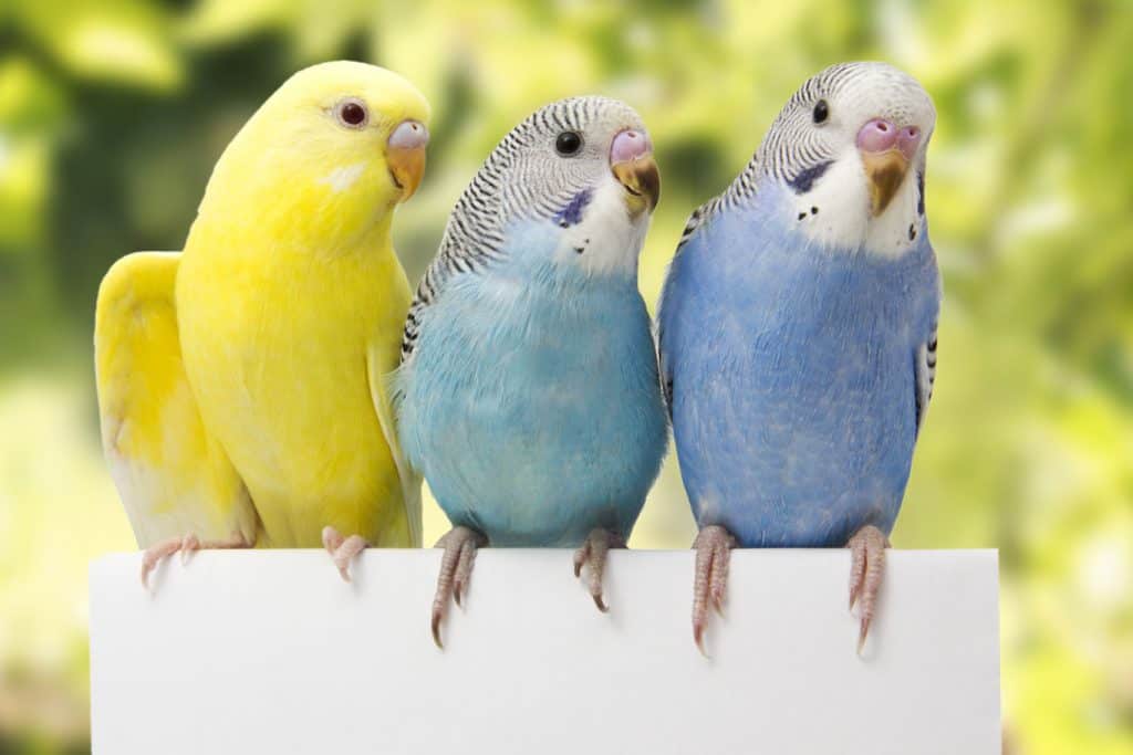 Why Parakeets Bob Their Heads