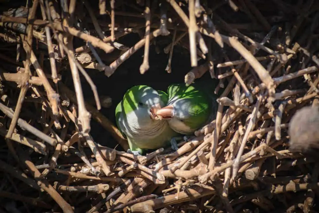 When Parakeets Kiss: A Show Of Anger