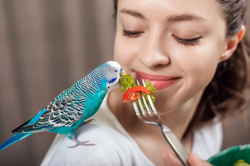 Can Parakeets Eat Tomatoes? (Read This First!)