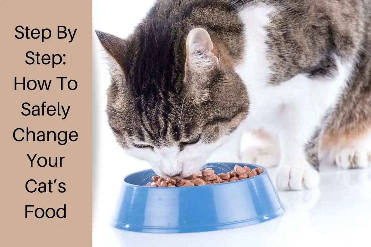 Step By Step: How To Safely Change Your Cat’s Food