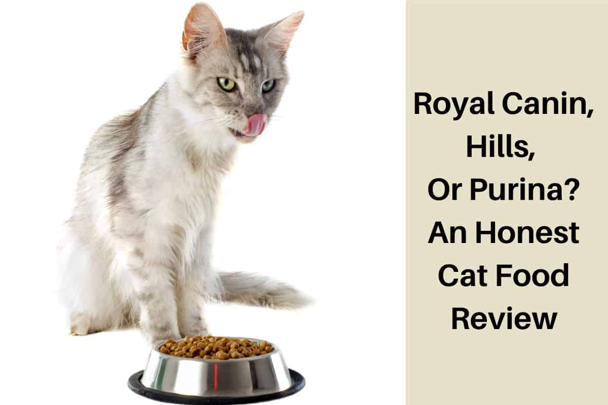 Royal Canin, Hills, Or Purina? An Honest Cat Food Review