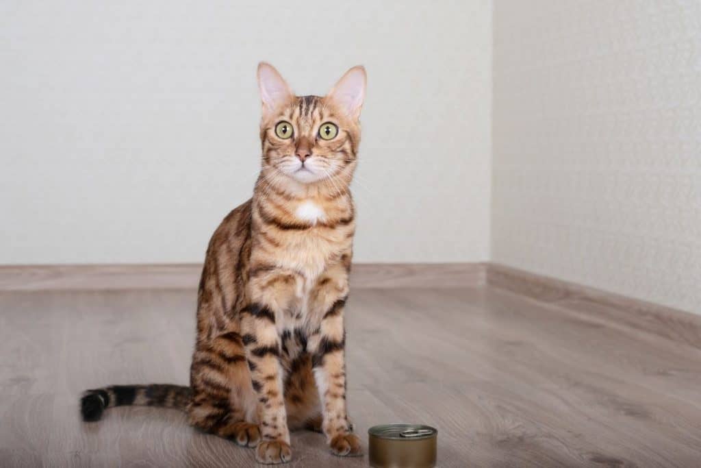 Should You Be Adding Water To Wet Cat Food?