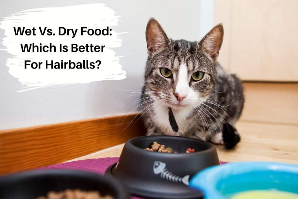 Wet Vs. Dry Food: Which Is Better For Hairballs?