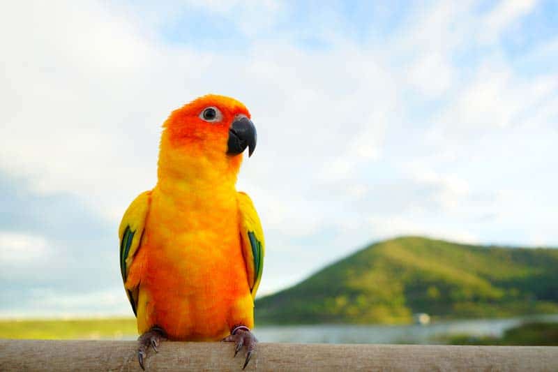 What Is A Conure Parrot?