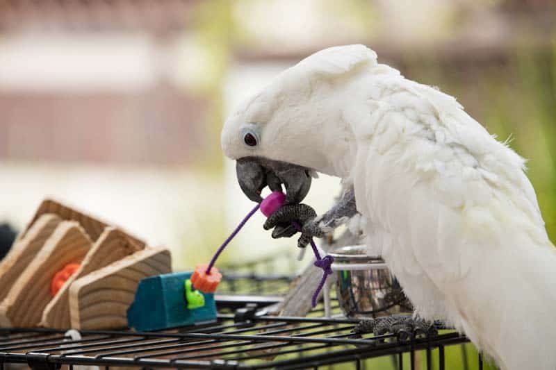 Are Parrots Intelligent? Find out at petrestart.com.