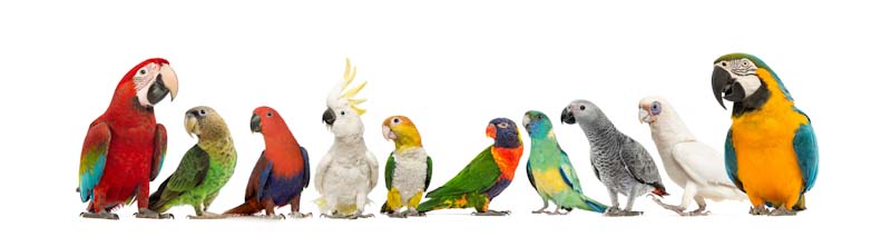 The Many Types Of Parrots