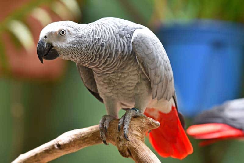 Why Do Parrots Live So Long? (The Truth)