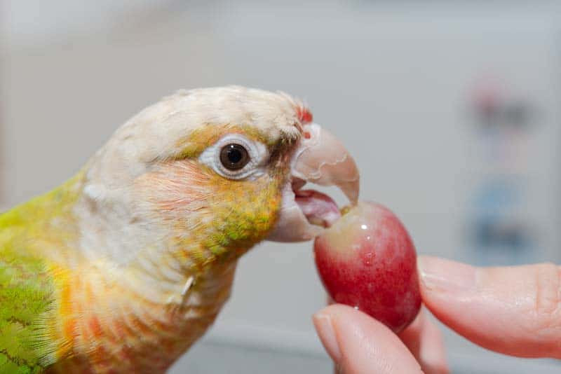 Why Should You Pay Attention To The Sugar In Grapes for your parrot? Find out at PetRestart.com.