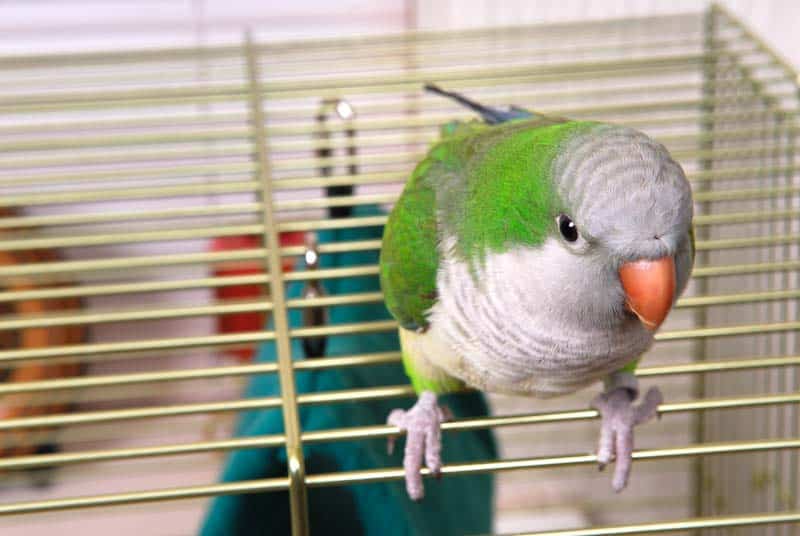 How To Set Up A Parakeet’s Cage?