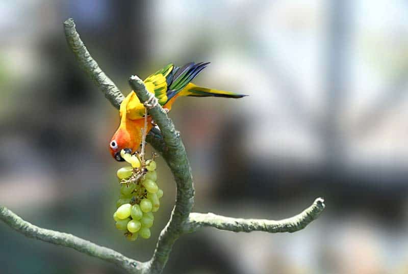 Can Parrots Eat Grapes? Find out at PetRestart.com